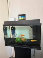 Aquarium, Dieren en Toebehoren, Vissen | Aquaria en Toebehoren, Ophalen of Verzenden, Gebruikt, Leeg aquarium