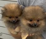 Pomeriaan puppies Teefjes, Dieren en Toebehoren, België, Particulier, 8 tot 15 weken, Teef