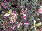 Weigelia purperea - tuinplant - heester, Halfschaduw, Zomer, Vaste plant, Overige soorten