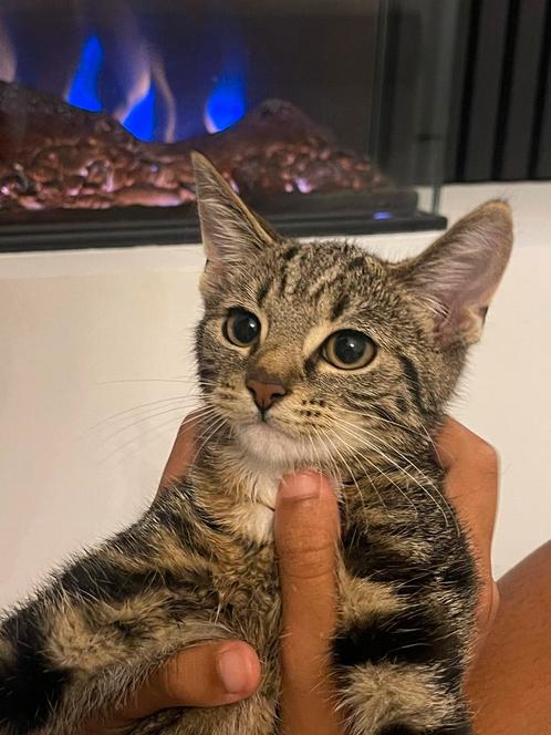 2Lieve zusjes opzoek naar een warm thuis samen voor altijd️, Dieren en Toebehoren, Katten en Kittens | Overige Katten, Kortharig