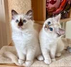 Heilige birmaan kittens met stamboom, Dieren en Toebehoren, Katten en Kittens | Raskatten | Langhaar, Meerdere dieren, Gechipt