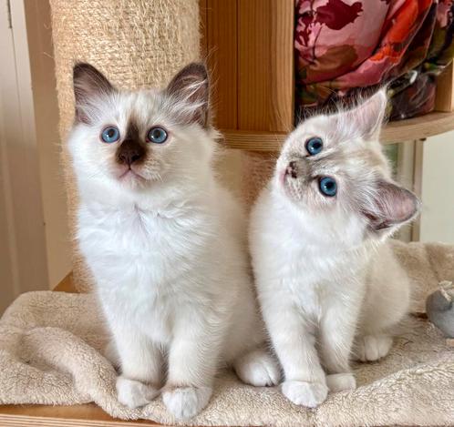 Heilige birmaan kittens met stamboom, Dieren en Toebehoren, Katten en Kittens | Raskatten | Langhaar, Meerdere dieren, Gechipt