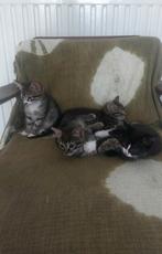 Lieve kittens
