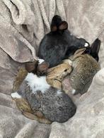 Jonge konijntjes te koop, Dieren en Toebehoren, Konijnen, Meerdere dieren