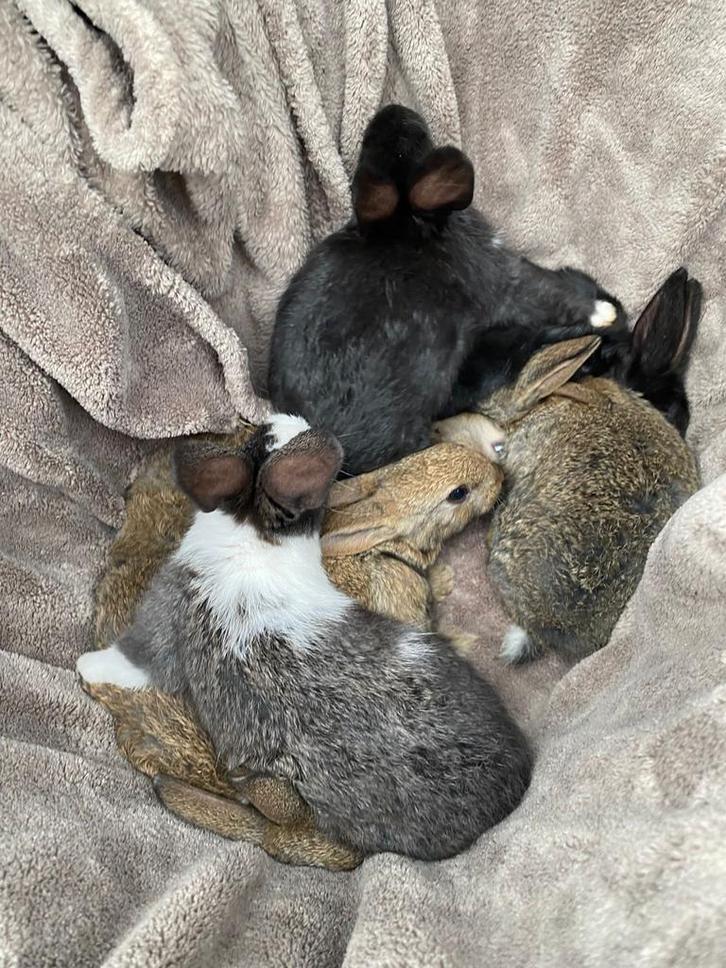 Jonge konijntjes te koop, Dieren en Toebehoren, Konijnen, Meerdere dieren