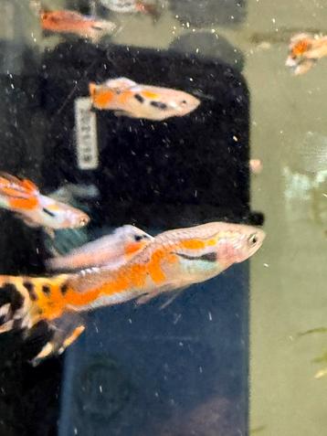 Guppys beschikbaar voor biedingen