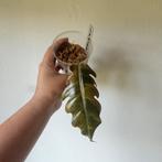 Philodendron Caramel Marble kopstek, Ophalen of Verzenden, Minder dan 100 cm