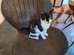 Lieve kitten zwart-wit, Kater, 0 tot 2 jaar