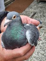 Postduiven ( Enkele superkwekers M/V), Dieren en Toebehoren, Vogels | Duiven, Mannelijk, Postduif