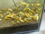 Guppy 24k gold, Dieren en Toebehoren, Vissen | Aquariumvissen, Vis, Zoetwatervis