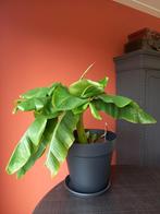 Prachtige bananenplant te koop!, Huis en Inrichting, Kamerplanten, Overige soorten, Minder dan 100 cm, Ophalen of Verzenden, Halfschaduw