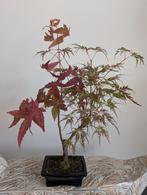 Acer Japanse Esdoorn Bonsai, Tuin en Terras, Planten | Bomen, Bloeit niet, Halfschaduw, Minder dan 100 cm, Overige soorten
