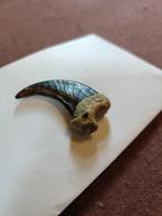 Klauw Zwarte Beer, Verzamelen, Dierenverzamelingen, Verzenden, Zo goed als nieuw, Wild dier, Overige typen