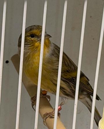 Baastard cini serinus & kanarie Mannen beschikbaar voor biedingen