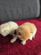 Britse Korthaar Kitten, moeder heeft stamboom, Dieren en Toebehoren, Katten en Kittens | Raskatten | Korthaar, Kater, 0 tot 2 jaar