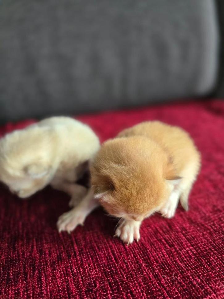 Britse Korthaar Kitten, moeder heeft stamboom, Dieren en Toebehoren, Katten en Kittens | Raskatten | Korthaar, Kater, 0 tot 2 jaar