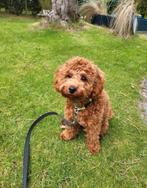 Wachtlijst geopend mini doodles, Dieren en Toebehoren, Overige rassen, CDV (hondenziekte), 8 tot 15 weken, Meerdere