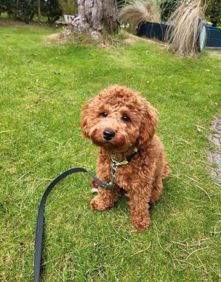 Wachtlijst geopend mini doodles, Dieren en Toebehoren, Honden | Chihuahua's en Gezelschapshonden, Meerdere dieren, Overige rassen