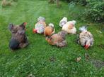 Cochin kriel kippen toom 2 hennen en een haan, Dieren en Toebehoren, Pluimvee, Meerdere dieren, Kip