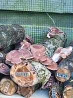 shiitake stam, Halfschaduw, Lente, Minder dan 100 cm, Overige soorten