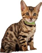 Te koop! Mooie lieve bengaal kater, Dieren en Toebehoren, Katten en Kittens | Raskatten | Korthaar, Kater, Gechipt, 0 tot 2 jaar