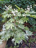 Tuinman | Hovenier | Tuinonderhoud | Tuinaanleg, Diensten en Vakmensen, Tuinmannen en Stratenmakers, Garantie, Tuinontwerp