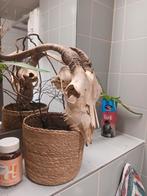 Schedel Bok in mand, Verzenden