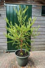Sequoia Sempervirens, Tuin en Terras, Planten | Bomen, Ophalen, Volle zon, Overige soorten