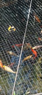 Gratis af te halen 15 goudvissen en 1 koikarper, Dieren en Toebehoren, Vogels | Kanaries, Mannelijk