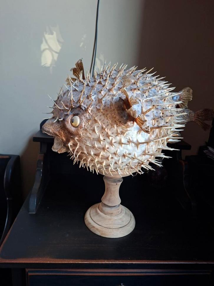 Geprepareerde Kogelvis op Standaard, Antiek en Kunst, Curiosa en Brocante, Ophalen