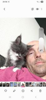 Maine coon, Dieren en Toebehoren, Katten en Kittens | Raskatten | Langhaar, Meerdere dieren, Ontwormd, 0 tot 2 jaar