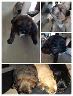 Pomeriaan x Shih Tzu bijna 3 weken ter reservering, Dieren en Toebehoren, Particulier, Meerdere, Teef, 8 tot 15 weken