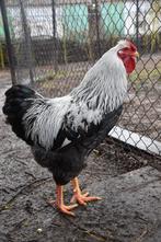 Lieve Wyandotte haan, Dieren en Toebehoren, Pluimvee, Mannelijk, Kip