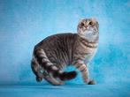 American curl kittens | fantastische katakter | stamboom, Dieren en Toebehoren, Meerdere dieren, Kortharig, 0 tot 2 jaar