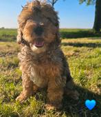 Sociale medium labradoodle pups, Dieren en Toebehoren, Overige rassen, 8 tot 15 weken, CDV (hondenziekte), Meerdere