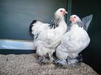 Brahma groot | Tamme grote kippen | Passend advies!, Dieren en Toebehoren, Pluimvee, Meerdere dieren, Kip