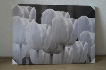 NIEUW Canvas doek 70 x 50 x 2 cm dik beschikbaar voor biedingen