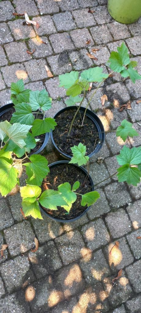 Herfstanemoon 1,50 euro, Tuin en Terras, Planten | Tuinplanten, Vaste plant, Overige soorten, Volledige schaduw, Herfst, Ophalen