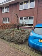 Perenboom in bak, Tuin en Terras, Planten | Bomen, Lente, 100 tot 250 cm, Volle zon, In pot