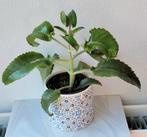 Mother of Thousands met Leuke Pot, Ophalen, Vetplant, Halfschaduw, In pot