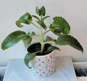 Mother of Thousands met Leuke Pot beschikbaar voor biedingen