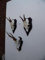3 ree geweien (24) samen voor 20 euro, Verzamelen, Dierenverzamelingen, Ophalen of Verzenden, Zo goed als nieuw, Wild dier, Gewei of Kop