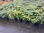 Einde jaars Actie!!! Rhododendron Catawbiense Grandiflorum, Ophalen of Verzenden, Rhododendron, Struik, Minder dan 100 cm