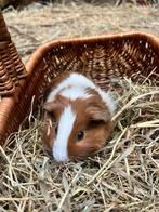Cavia beertjes, Cavia, November, Meerdere dieren, Tam