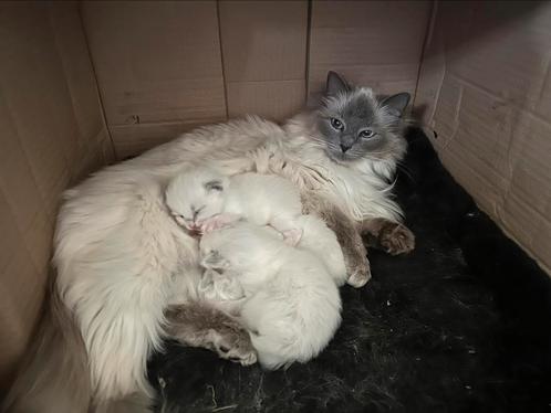 100 % Ragdoll Bluepoint kitten, Dieren en Toebehoren, Katten en Kittens | Raskatten | Langhaar, Geslacht onbekend, 0 tot 2 jaar