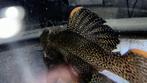 L114 breeding pair, Vis
