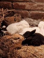 Duitse reuzen, Meerdere dieren, Groot, 0 tot 2 jaar