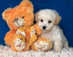 Maltipoo pups 5 reutjes 1500€ 1 teefje 1600€