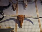 Buffel schedel - Ram schedels - Longhoorn - Dieren schedels