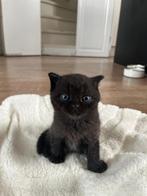 Britse Korthaar zwarte kater blauw meisje, Dieren en Toebehoren, Katten en Kittens | Raskatten | Korthaar, Meerdere dieren, Ontwormd